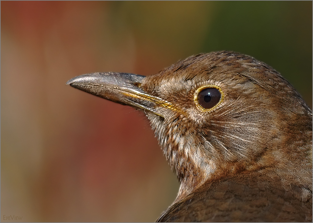 Amsel