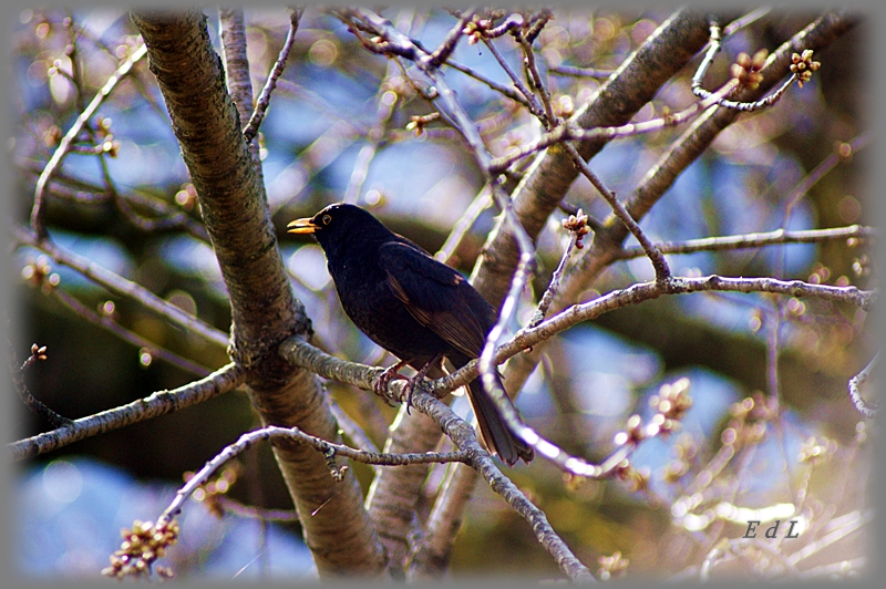 Amsel