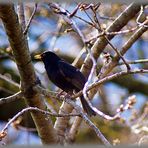 Amsel