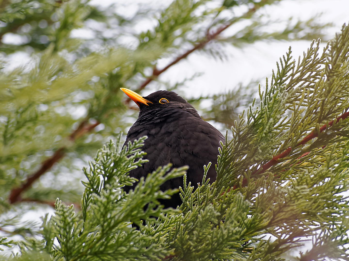 Amsel