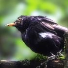 Amsel