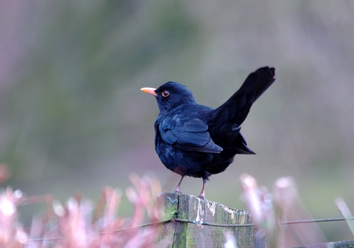 Amsel