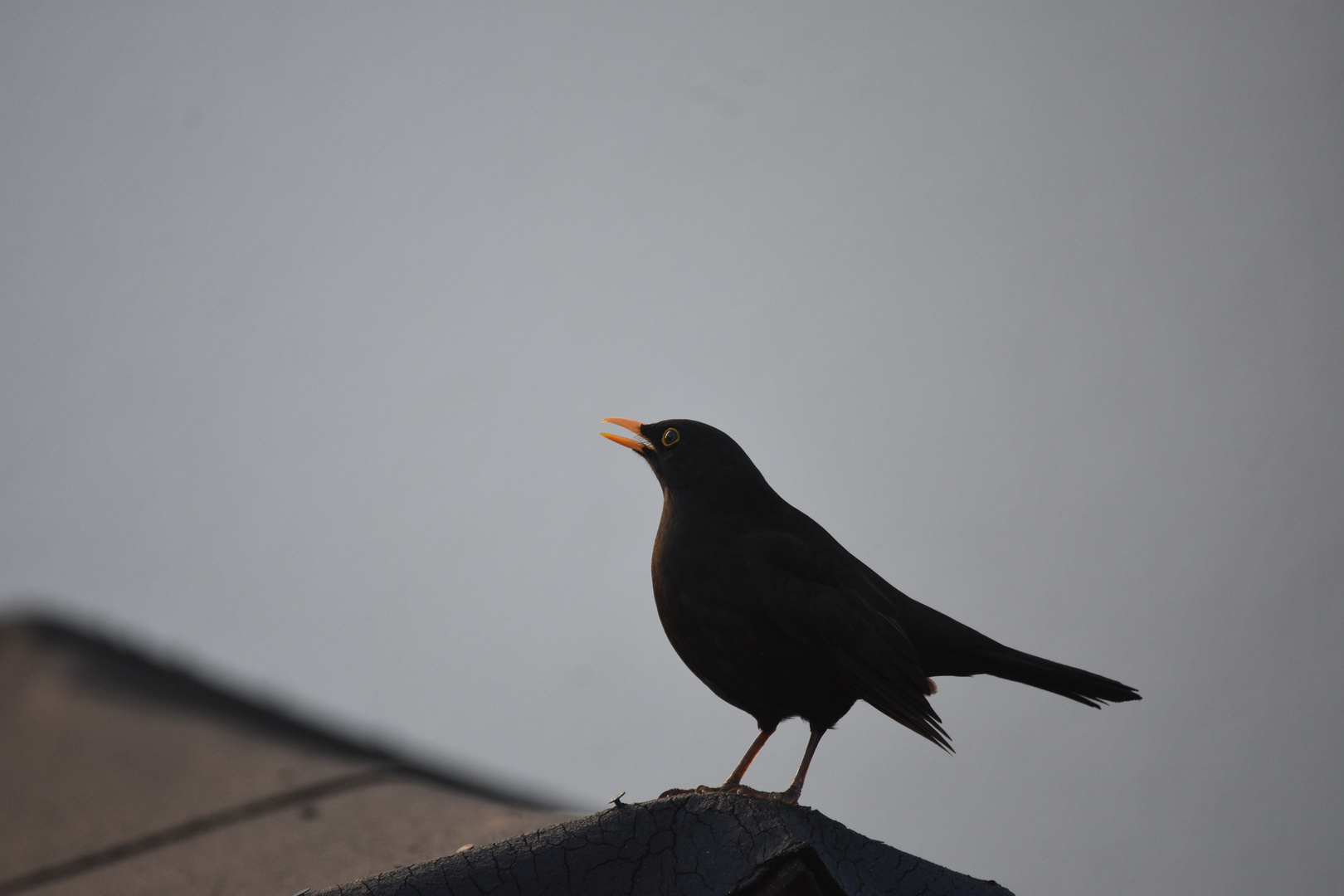 Amsel