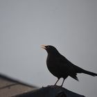 Amsel