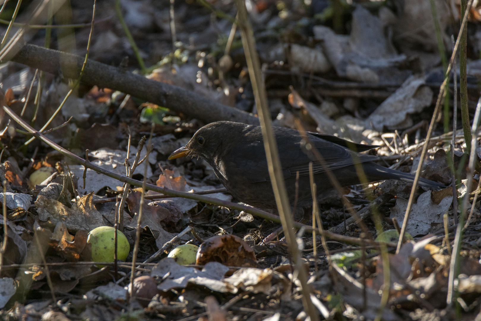 Amsel