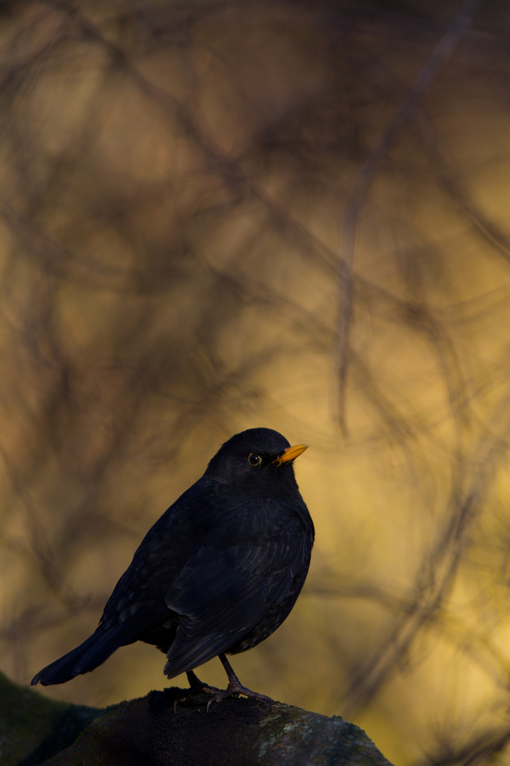 Amsel