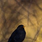 Amsel