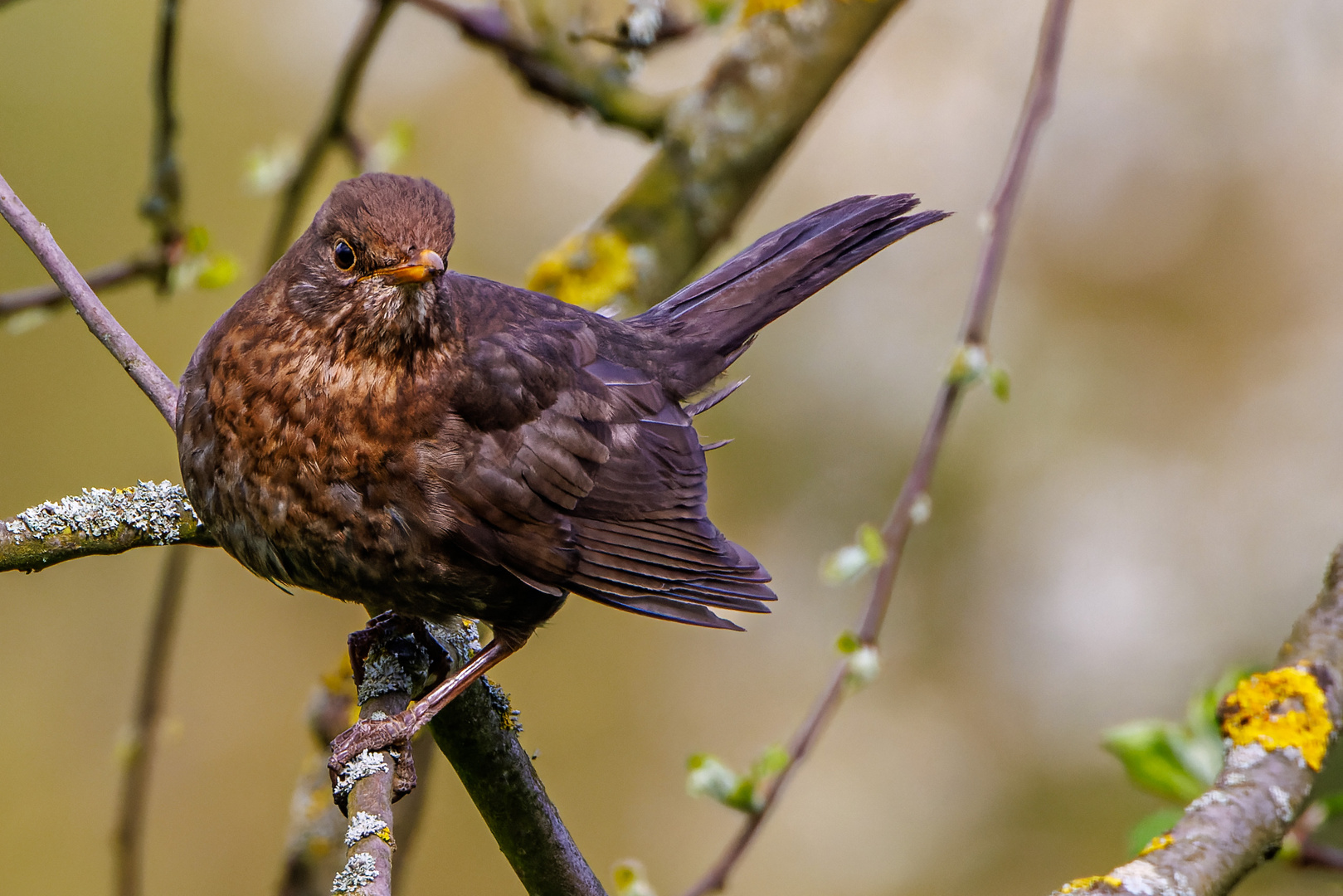 Amsel