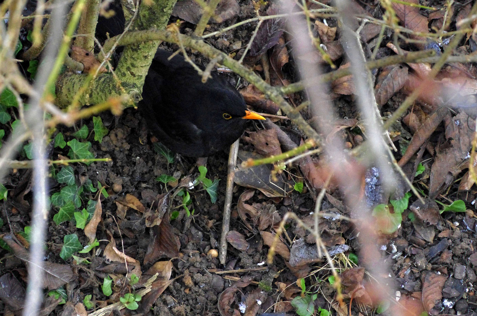 ...Amsel