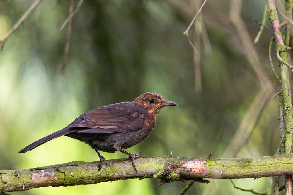 Amsel-5081-3