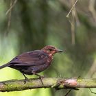 Amsel-5081-3