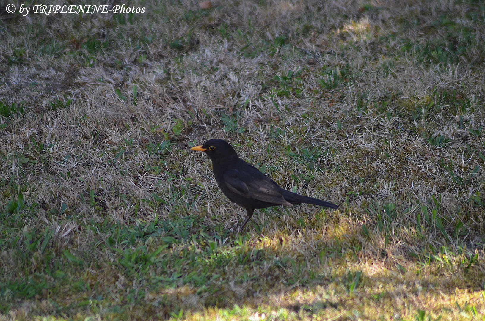 Amsel