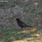 Amsel