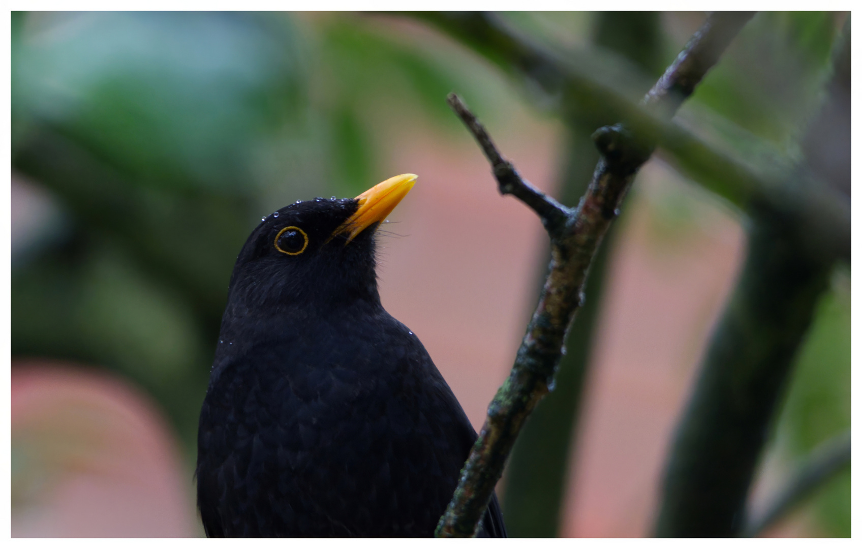 Amsel