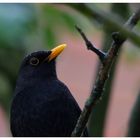 Amsel