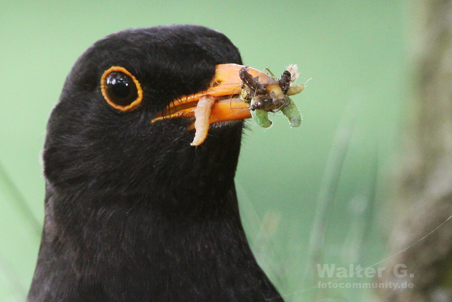 Amsel