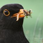 Amsel