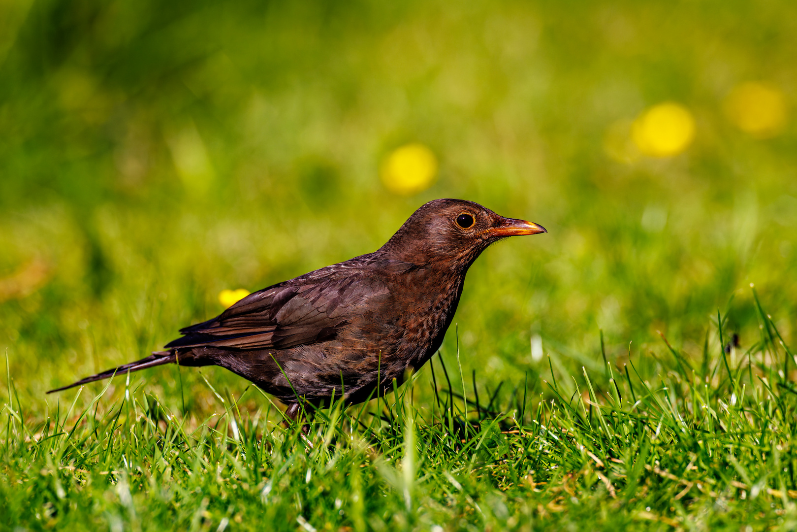 Amsel