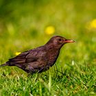 Amsel