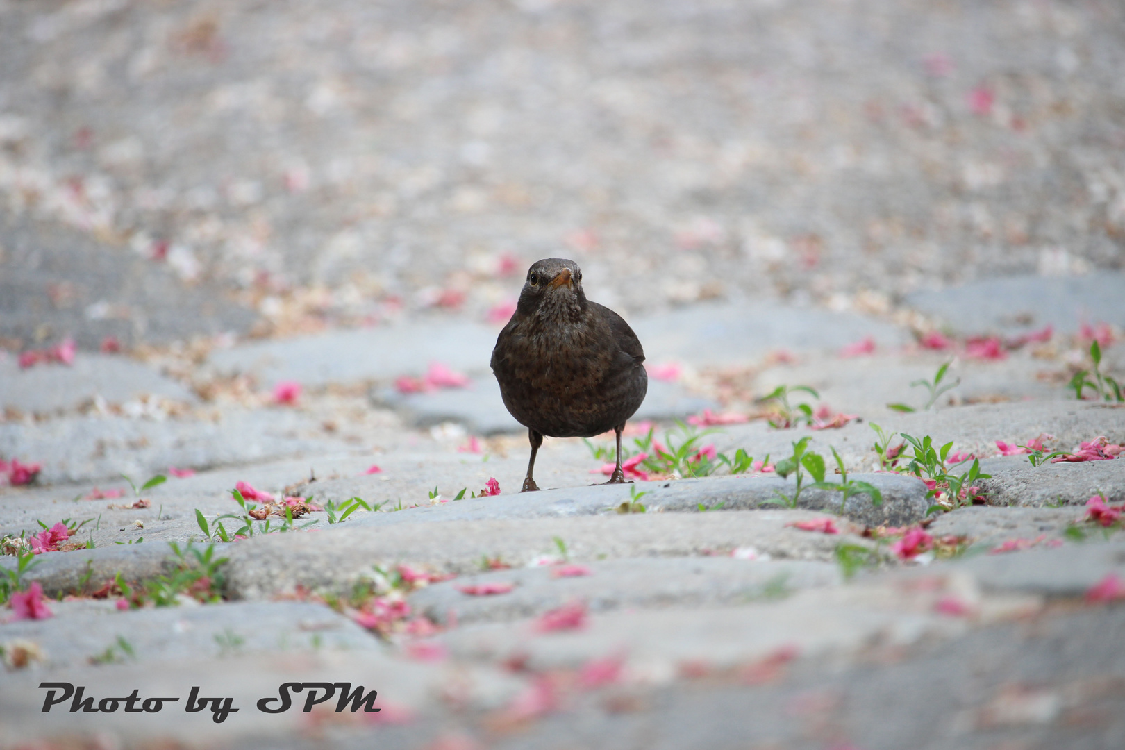 Amsel