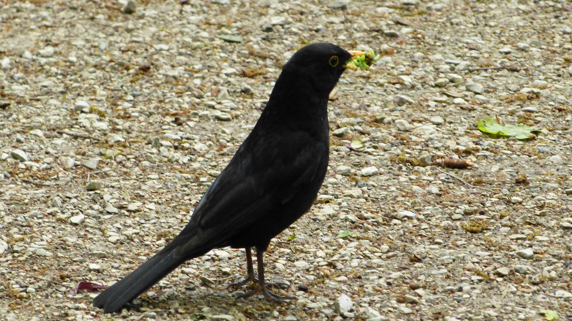 Amsel