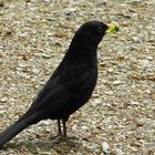 Amsel