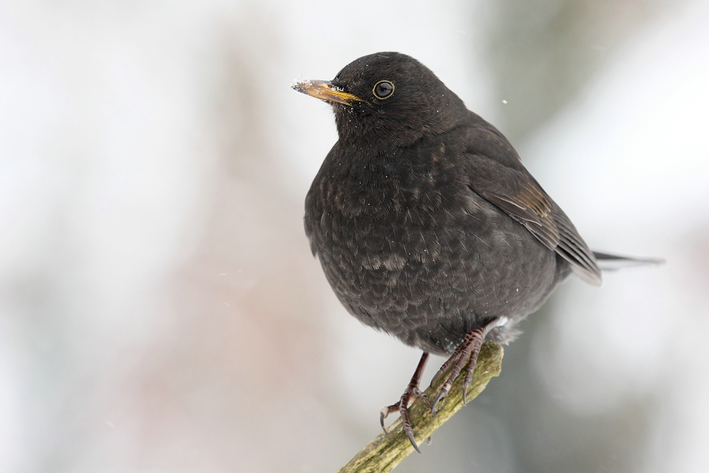 Amsel