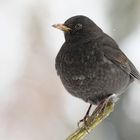 Amsel