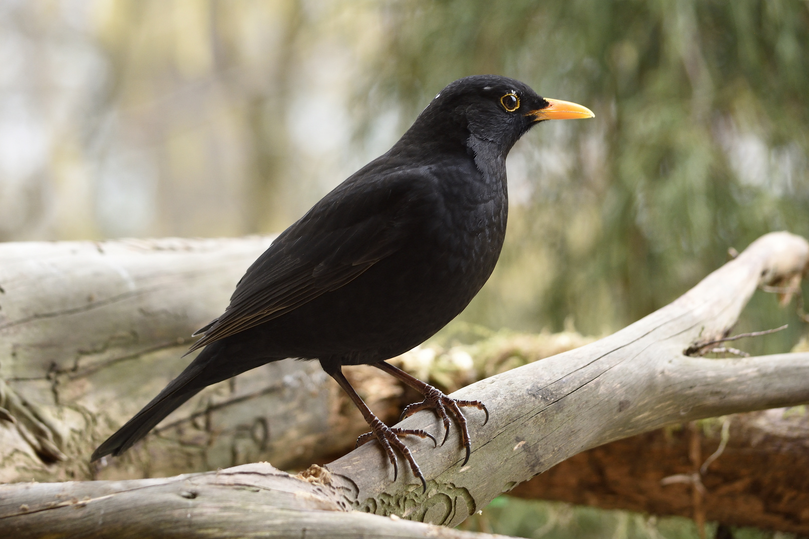 Amsel