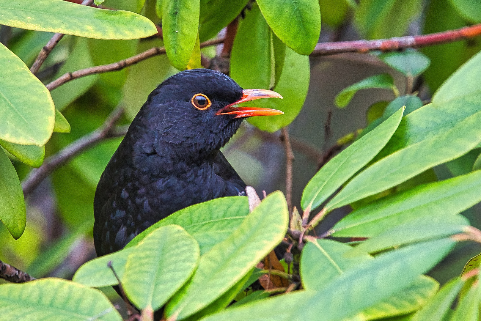 Amsel