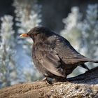 amsel