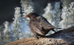 amsel