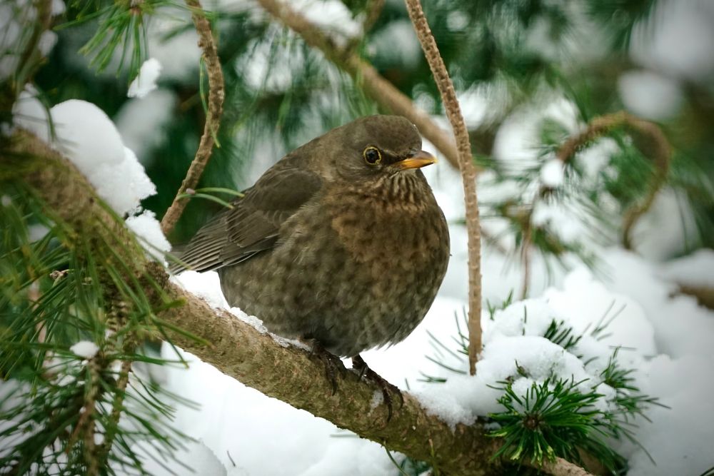 Amsel