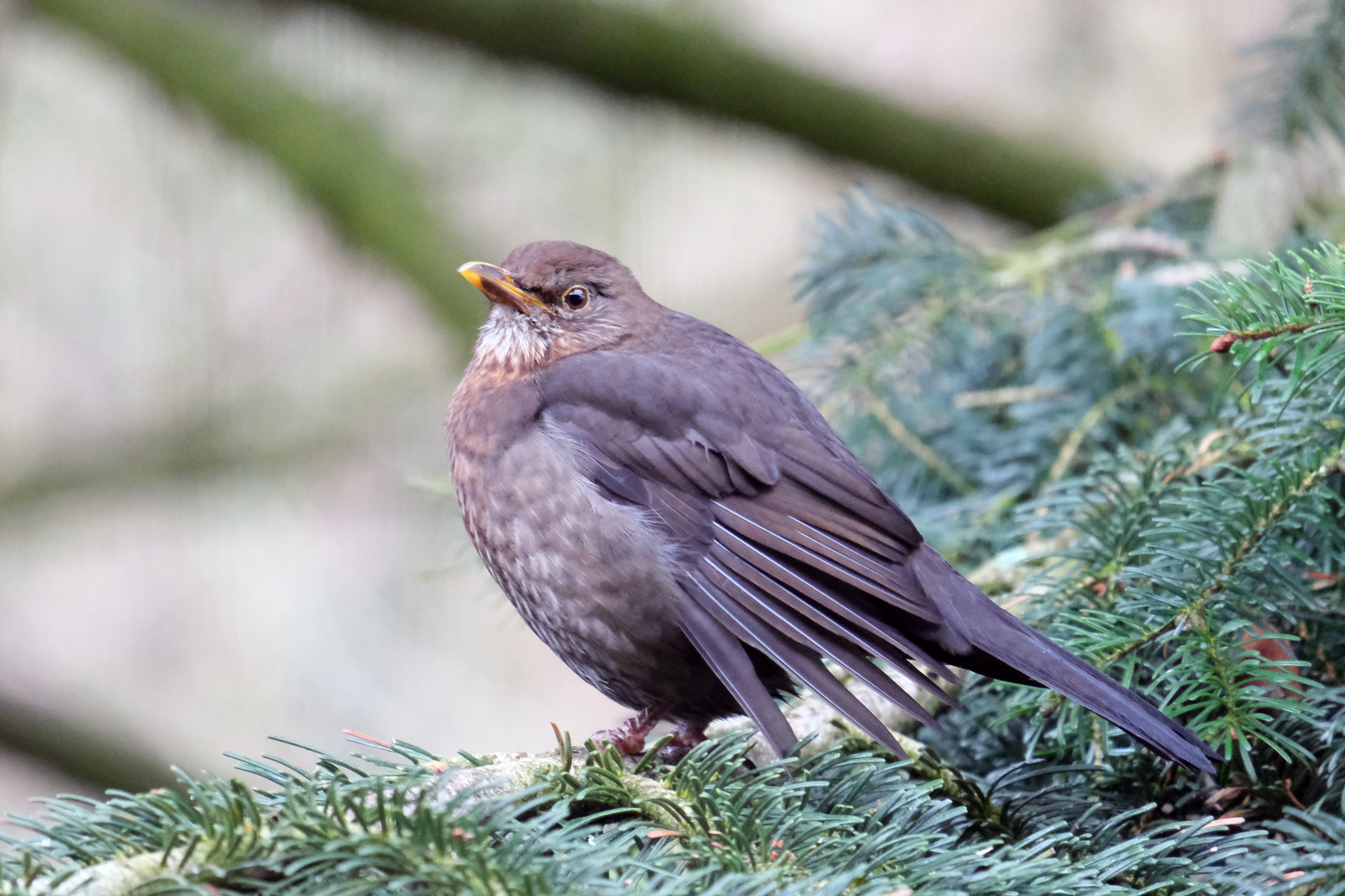 Amsel