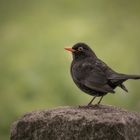  Amsel