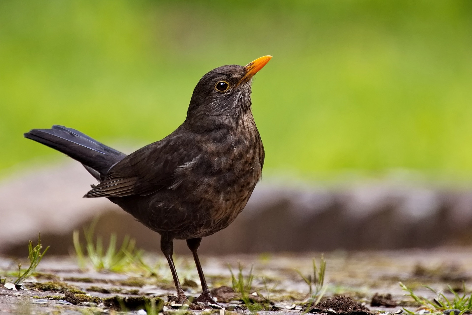 Amsel