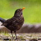 Amsel