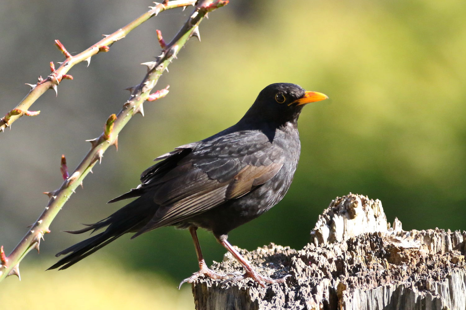 Amsel