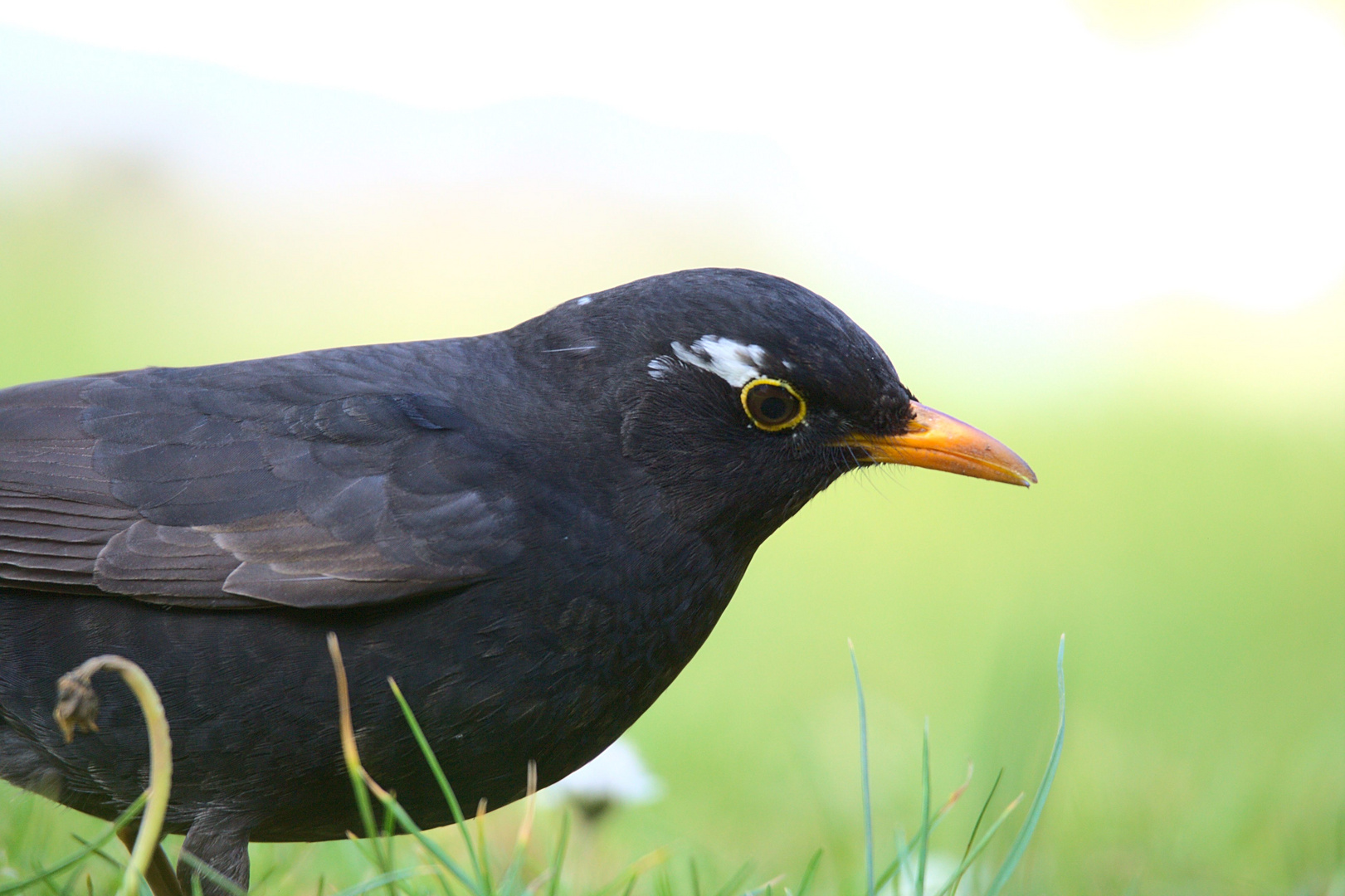 Amsel