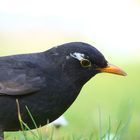 Amsel