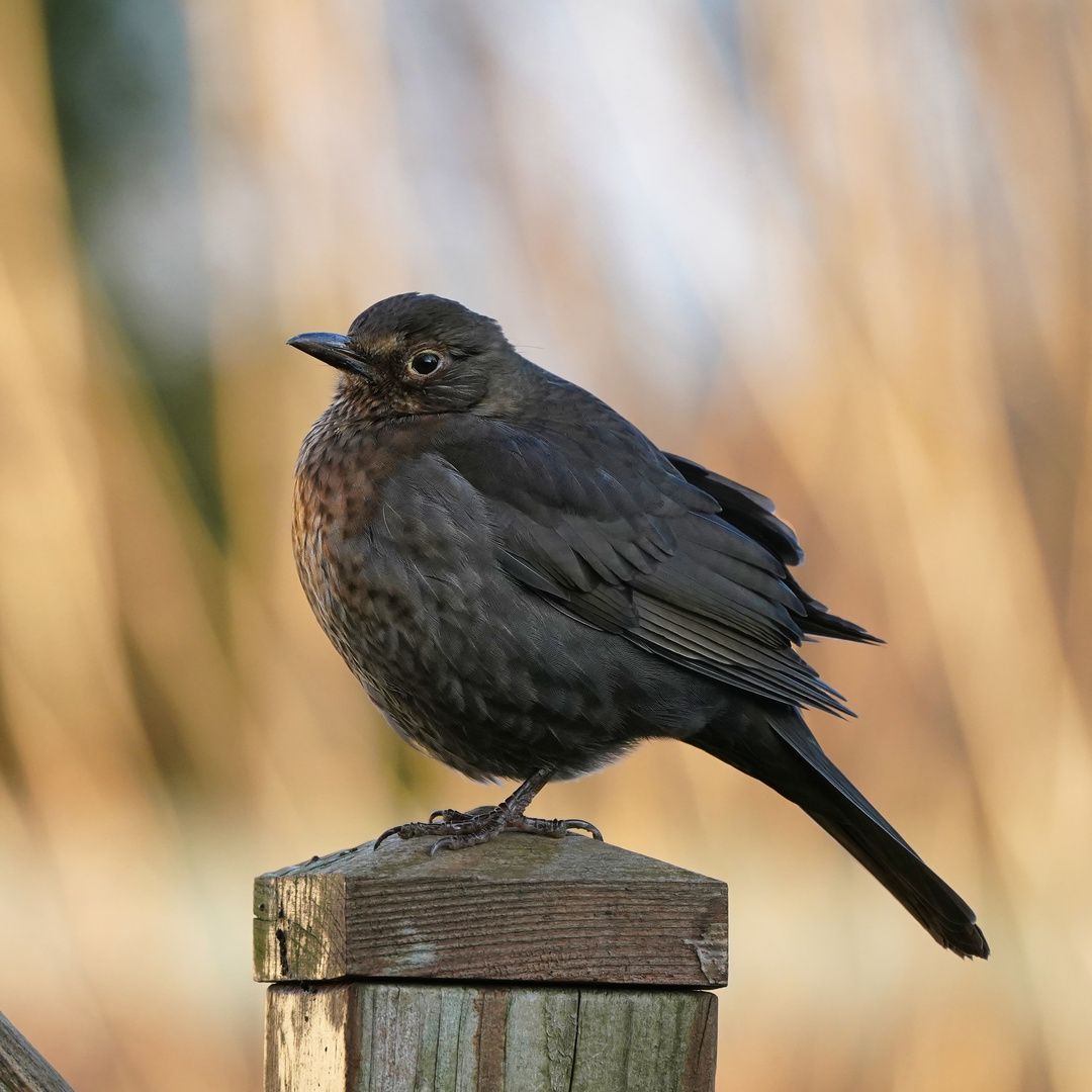 Amsel