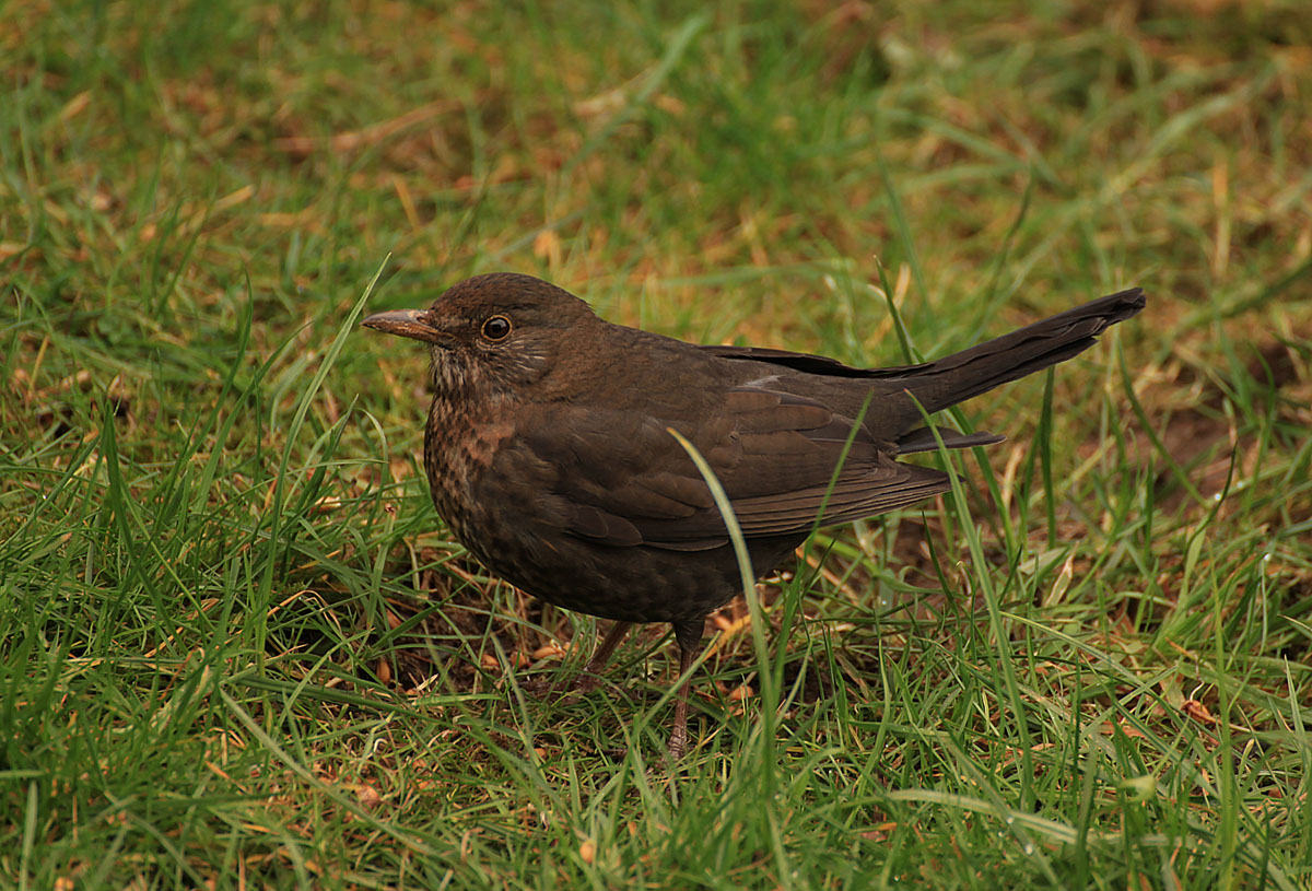 Amsel