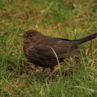 Amsel