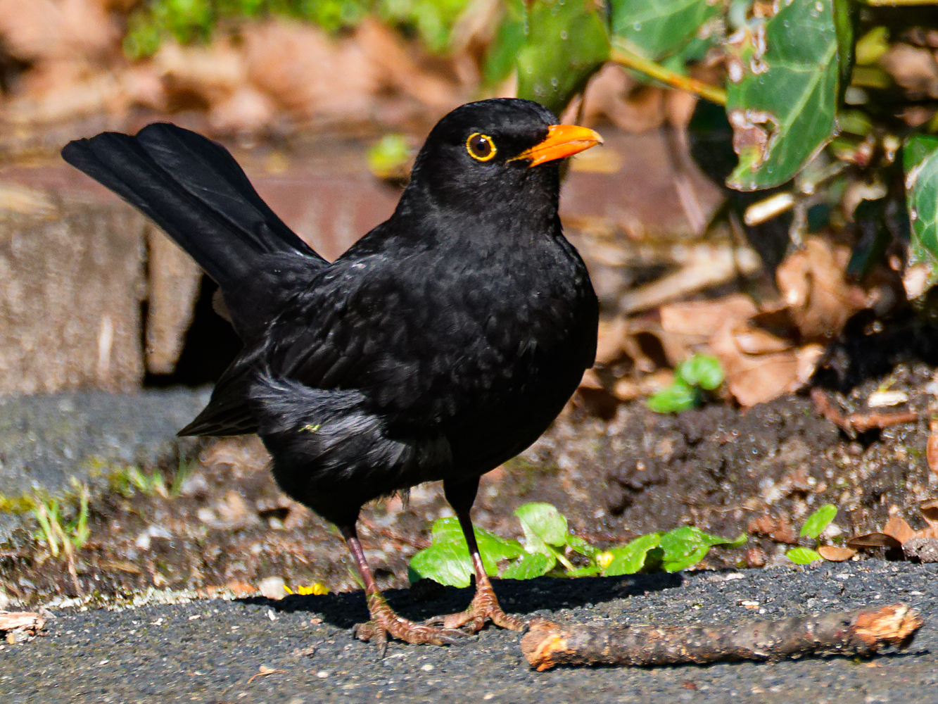 Amsel...