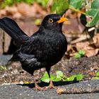 Amsel...