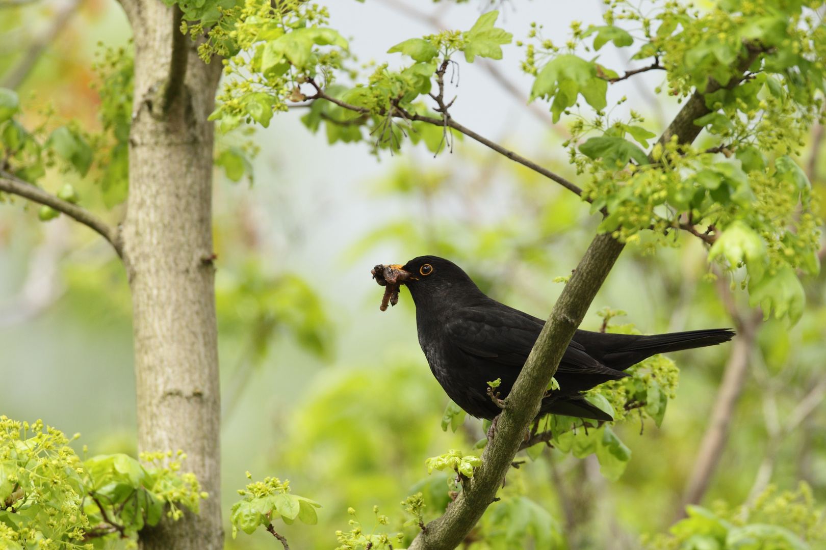 Amsel