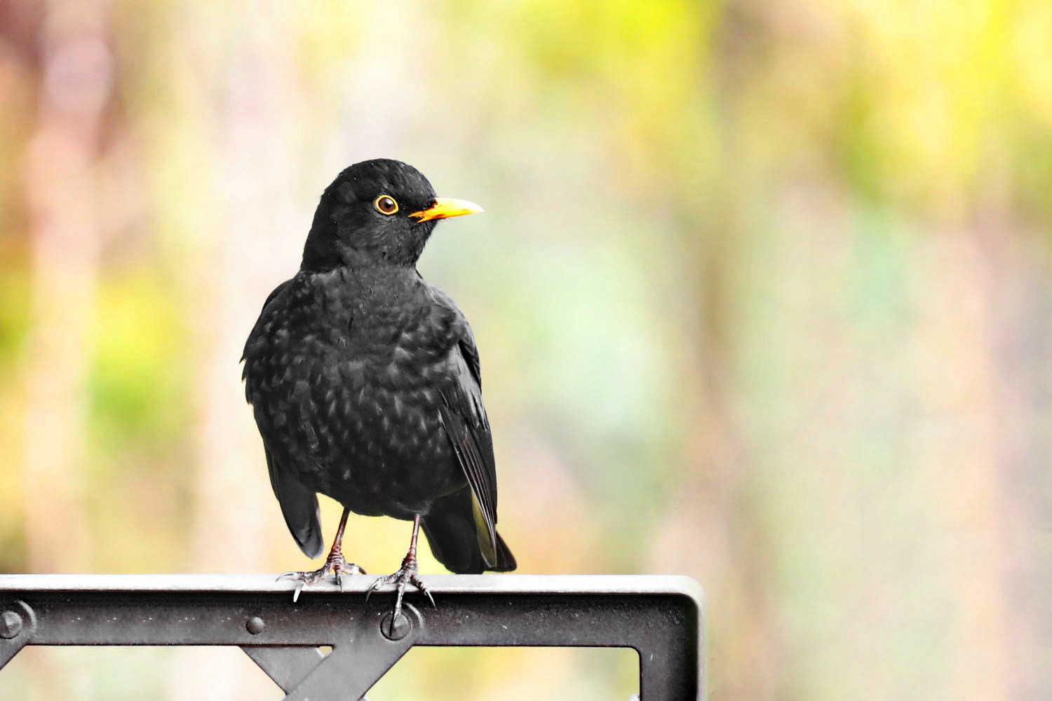 Amsel