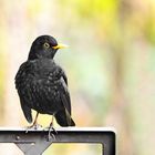 Amsel