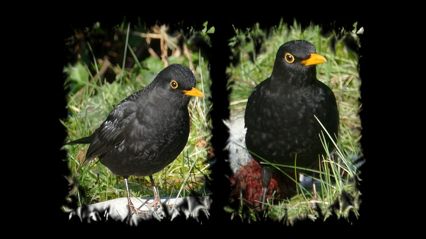 Amsel