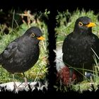 Amsel